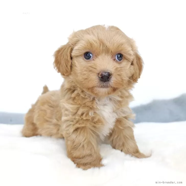 ID:2410-03611の子犬