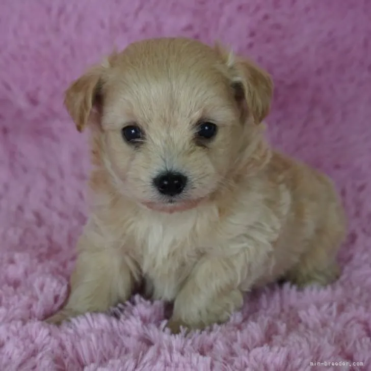 K.M 様のお迎えした子犬