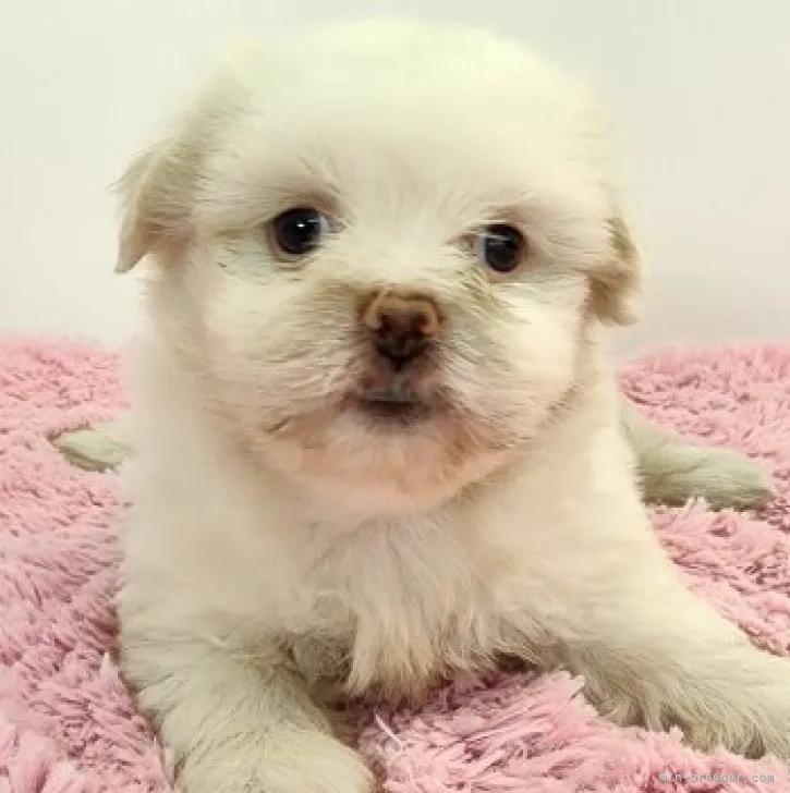 ID:2307-03579の子犬