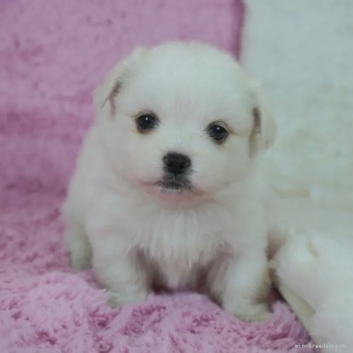 ID:2212-04413の子犬