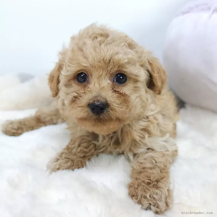ID:2404-01866の子犬