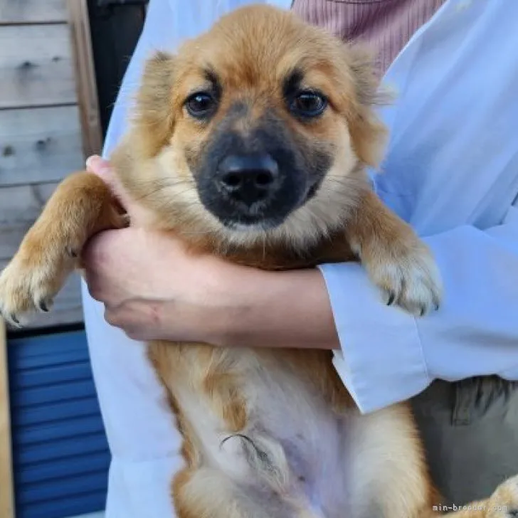 ID:2307-00744の子犬