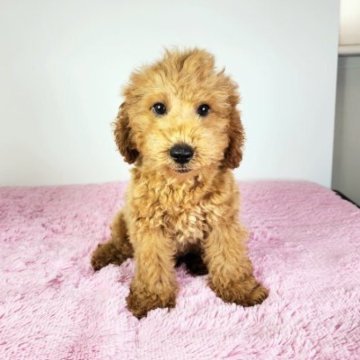 トイプードル(トイ)【茨城県・男の子・2023年4月8日・レッド】の写真「食いしん坊で元気なやんちゃ坊主♪」
