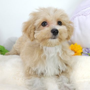 ミックス(マルチーズ×チワプー)【茨城県・男の子・2024年4月16日・クリーム&ホワイト】の写真「お顔の模様がチャームポイント🩵‪」