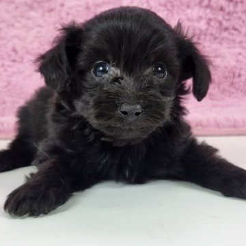 チワプー(トイプードル×チワワ)【茨城県・男の子・2023年1月26日・ブラック】の写真「むちころかわいい男の子♪」