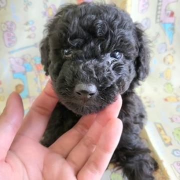 トイプードル(トイ)【茨城県・男の子・2022年6月11日・ブラック】の写真「動画載せてます♪」