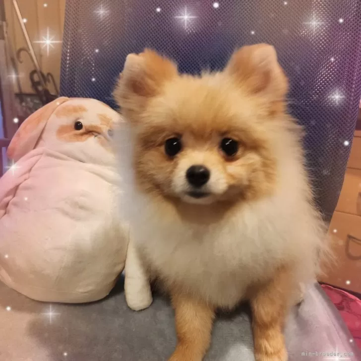 ID:2412-02587の子犬