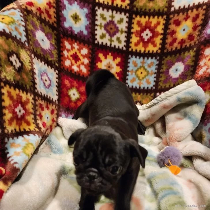 ID：2411-02868の子犬