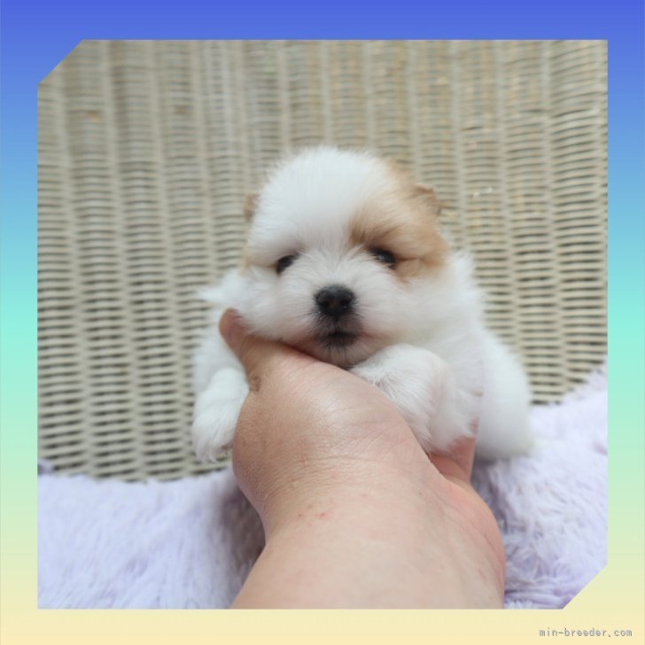 ブリーダー画像