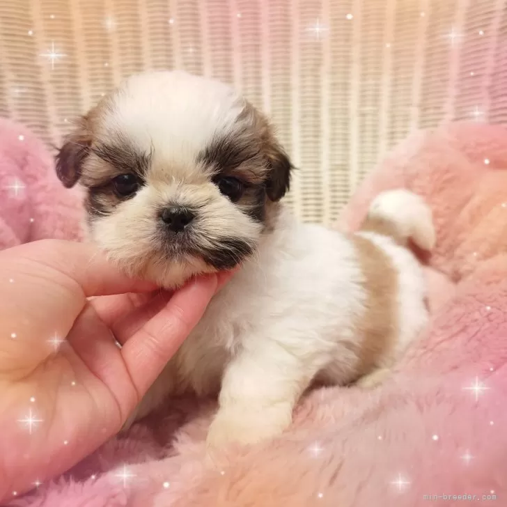 ID:2503-02701の子犬
