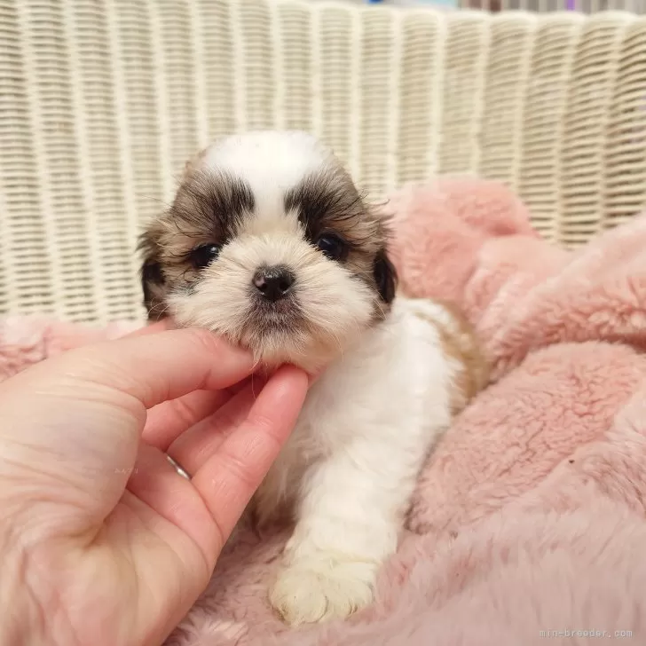 ID:2503-02702の子犬