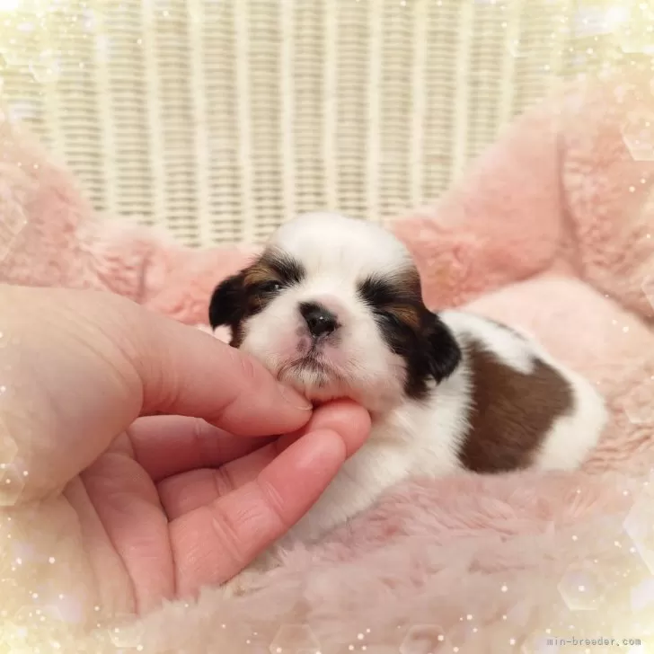 ID:2503-08046の子犬