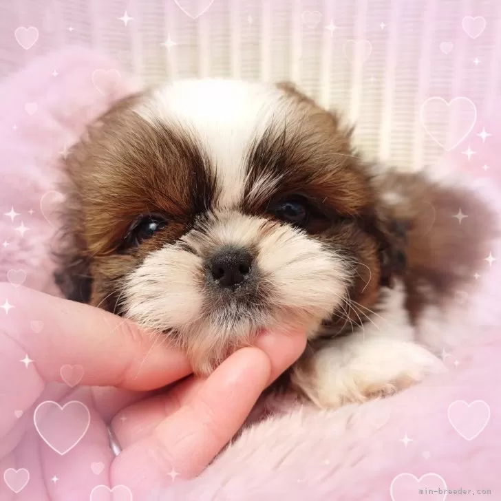 ID:2503-02705の子犬