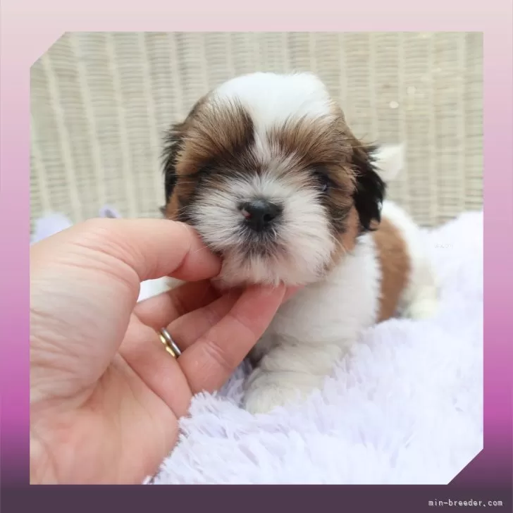 シーズー【岡山県・女の子・2025年5月28日・ホワイト&amp;ゴールド】の写真1「プチベビー♡」