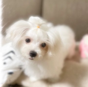 マルチーズ【岡山県・女の子・2025年2月8日・ホワイト】の写真「モハちゃん🐾」