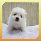 ポメラニアン