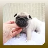 パグ