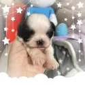 シーズー【岡山県・男の子・2025年4月26日・ホワイト&ゴールド】の写真2「ポコポコ♡」
