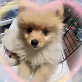 ポメラニアン【岡山県・男の子・2024年11月11日・クリーム】の写真2「甘々チン♡」