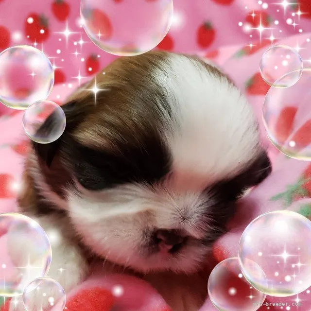 ID:2111-02468の子犬