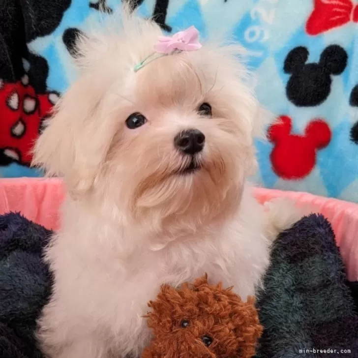 ID：2406-07240の子犬