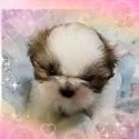 シーズー【岡山県・男の子・2022年1月21日・ホワイト&ゴールド】の写真1「ポッポちゃん(๑ت๑)♡」