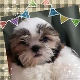 シーズー【岡山県・男の子・2022年2月20日・ホワイト&ゴールド】の写真1「甘々ちゃん(^.^)抱っこ大好き」