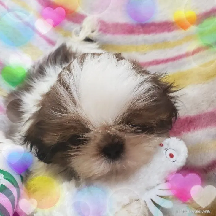 ID：2206-00930の子犬