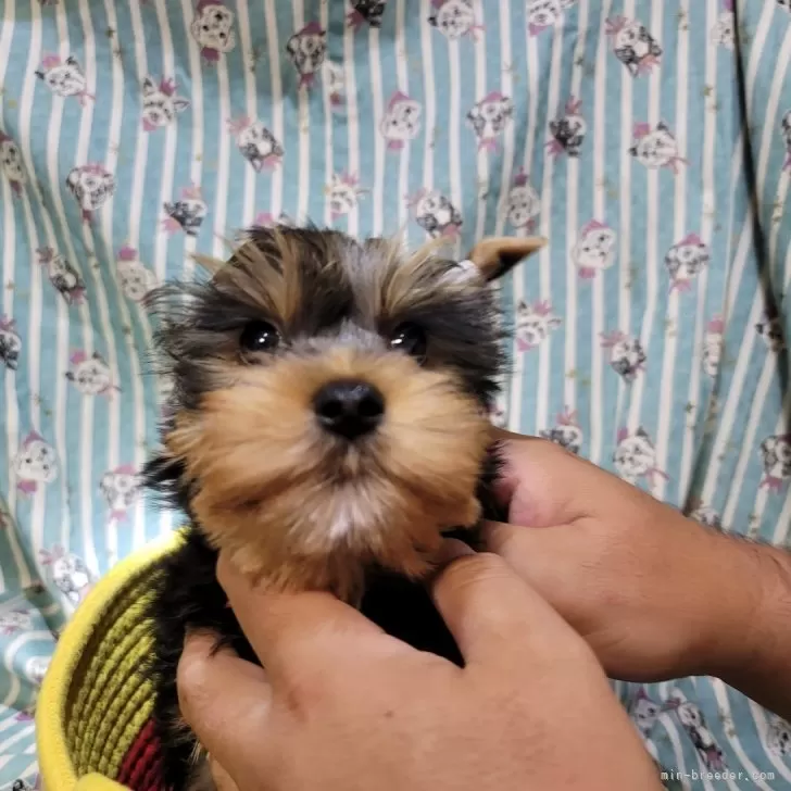 ヨークシャーテリア【福岡県・女の子・2025年8月18日・スチールブルー&amp;タン】の写真1「将来期待できる美人さんです」