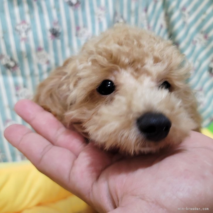 ブリーダー画像