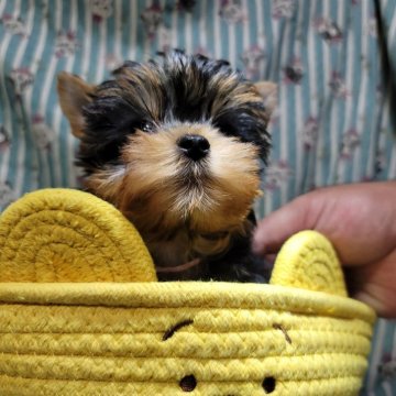 ヨークシャーテリア【福岡県・女の子・2025年8月18日・スチールブルー&タン】の写真「とっても小さな女の子です！」