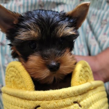 ヨークシャーテリア【福岡県・女の子・2025年8月18日・スチールブルー&タン】の写真「小柄な女の子です」