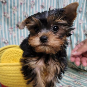 ヨークシャーテリア【福岡県・男の子・2025年8月10日・スチールブルー&タン】の写真「とっても可愛いお顔をした小柄な男の子です！」