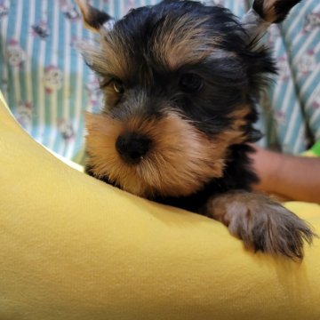 ヨークシャーテリア【福岡県・男の子・2025年8月18日・スチールブルー&タン】の写真「大き目な男の子です」