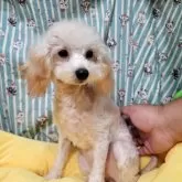 タイニープードル