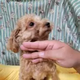 タイニープードル【福岡県・女の子・2025年3月21日・アプリコット】の写真2「マズルもかなり詰まってます」