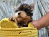 ヨークシャーテリア【福岡県・女の子・2025年8月18日・スチールブルー&タン】の写真4「小さくても元気です！」