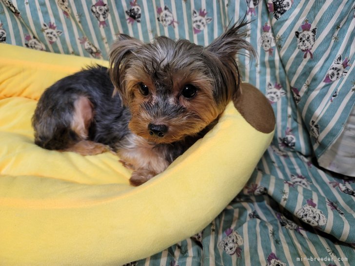 ヨークシャーテリア【・女の子・2022年10月3日・スチールブルー＆タン】