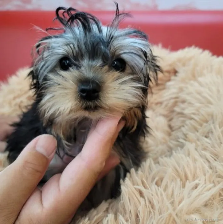 銀ママ 様のお迎えした子犬
