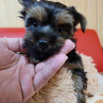 ヨークシャーテリア【福岡県・男の子・2022年10月3日・スチールブル&タン】の写真「毛量も申し分なくお顔も可愛く人なつっこいです」
