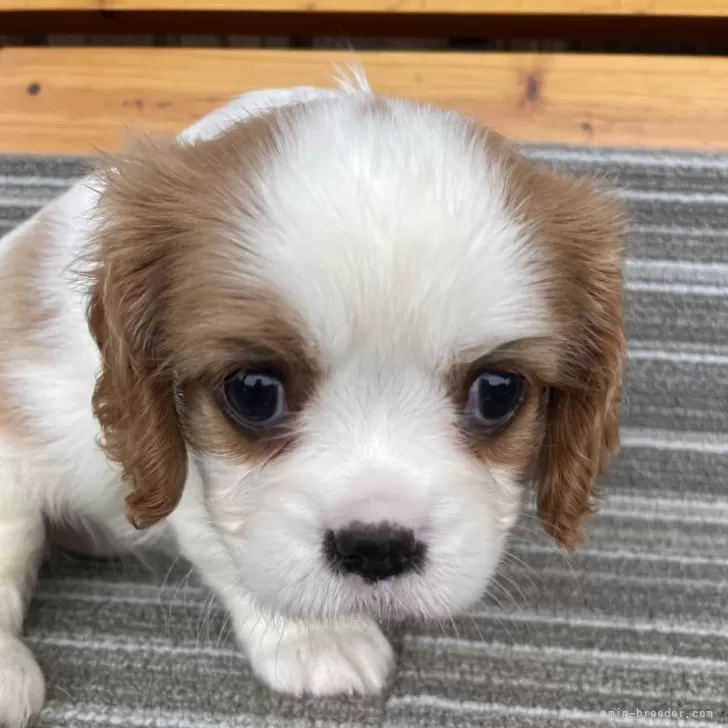 ちこ 様のお迎えした子犬