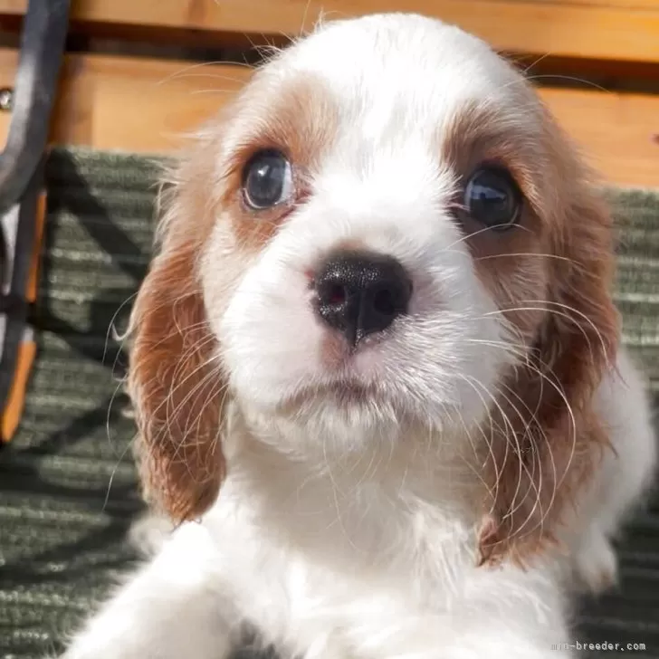 A.K 様のお迎えした子犬