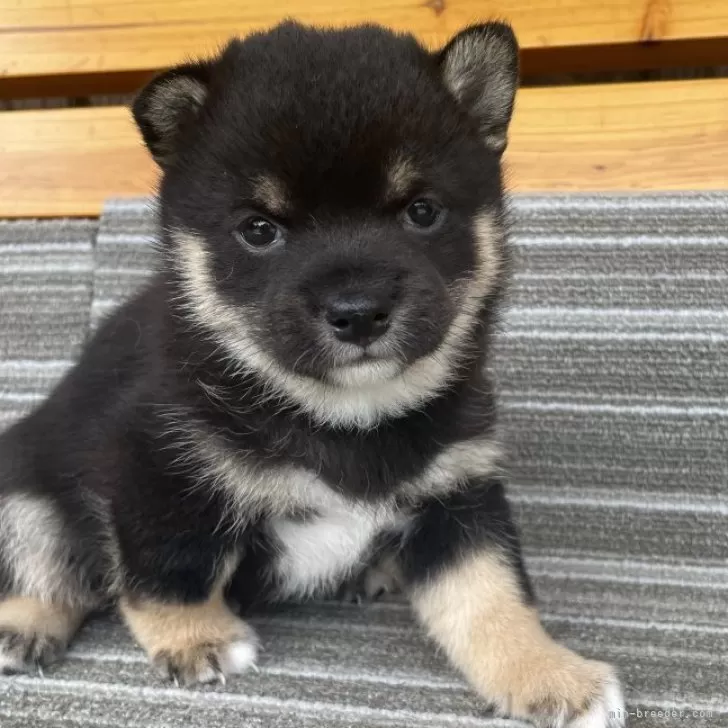 ID：2506-05067の子犬