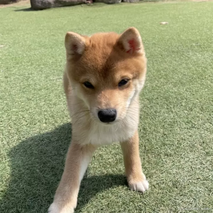 ID:2501-06126の子犬