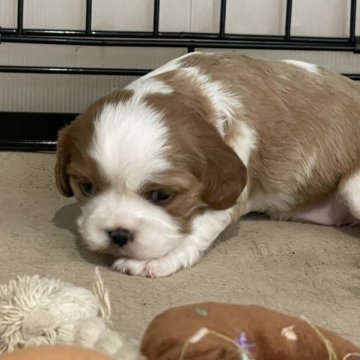 キャバリア【岡山県・女の子・2025年10月17日・ブレンハイム】の写真「両親遺伝子クリア🐶可愛い女の子ですよ🐶🍊」