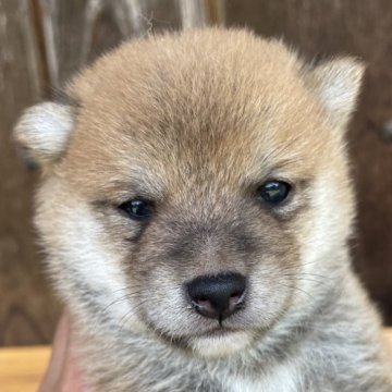 柴犬(豆柴)【岡山県・男の子・2025年6月13日・赤】の写真「両親共豆柴認定　極小サイズですよ🥰」