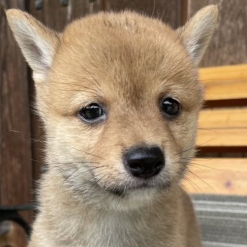 柴犬(豆柴)【岡山県・男の子・2025年6月17日・赤】の写真「両親共豆柴認定　極小サイズですよ🥰🍑」