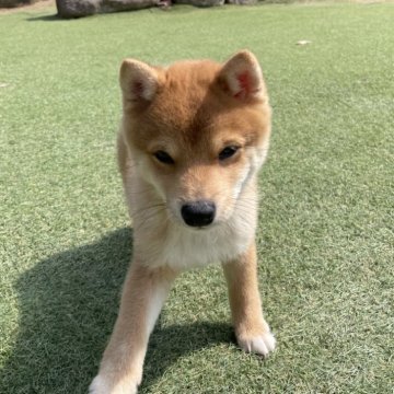 柴犬(豆柴)【岡山県・男の子・2024年12月23日・赤】の写真「両親共豆柴認定　極小サイズですよ🥰」