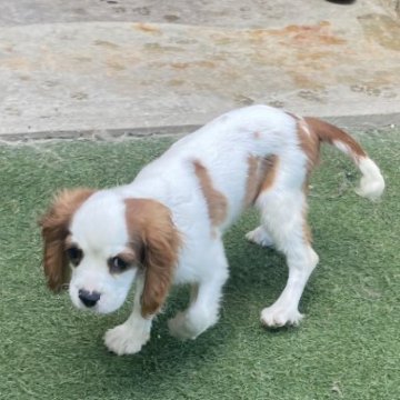 キャバリア【岡山県・男の子・2025年5月31日・ブレンハイム】の写真「両親遺伝子クリア🐶元気いい男の子ですよ🐶🍇」