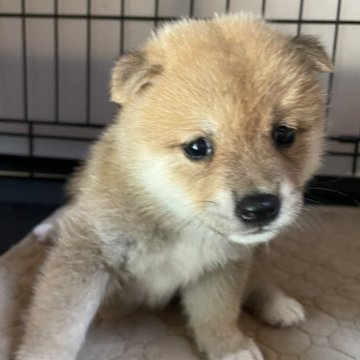 豆柴【岡山県・男の子・2025年7月31日・赤】の写真「両親共豆柴認定　極小サイズですよ🥰🍇」